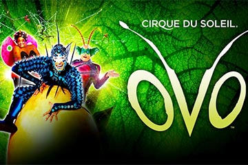 Cirque du Soleil - Ovo
