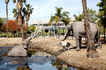 La Brea Tar Pits and Museum