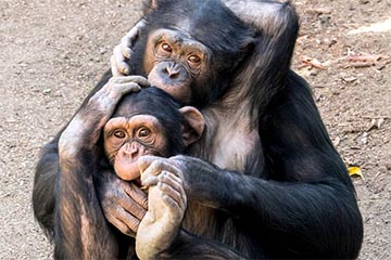 Los Angeles Zoo